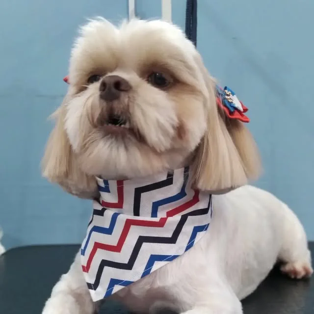 Shih Tzu recém-tosado com bandana