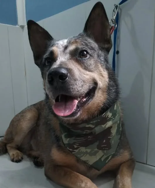 Cão de bandana verde após o banho